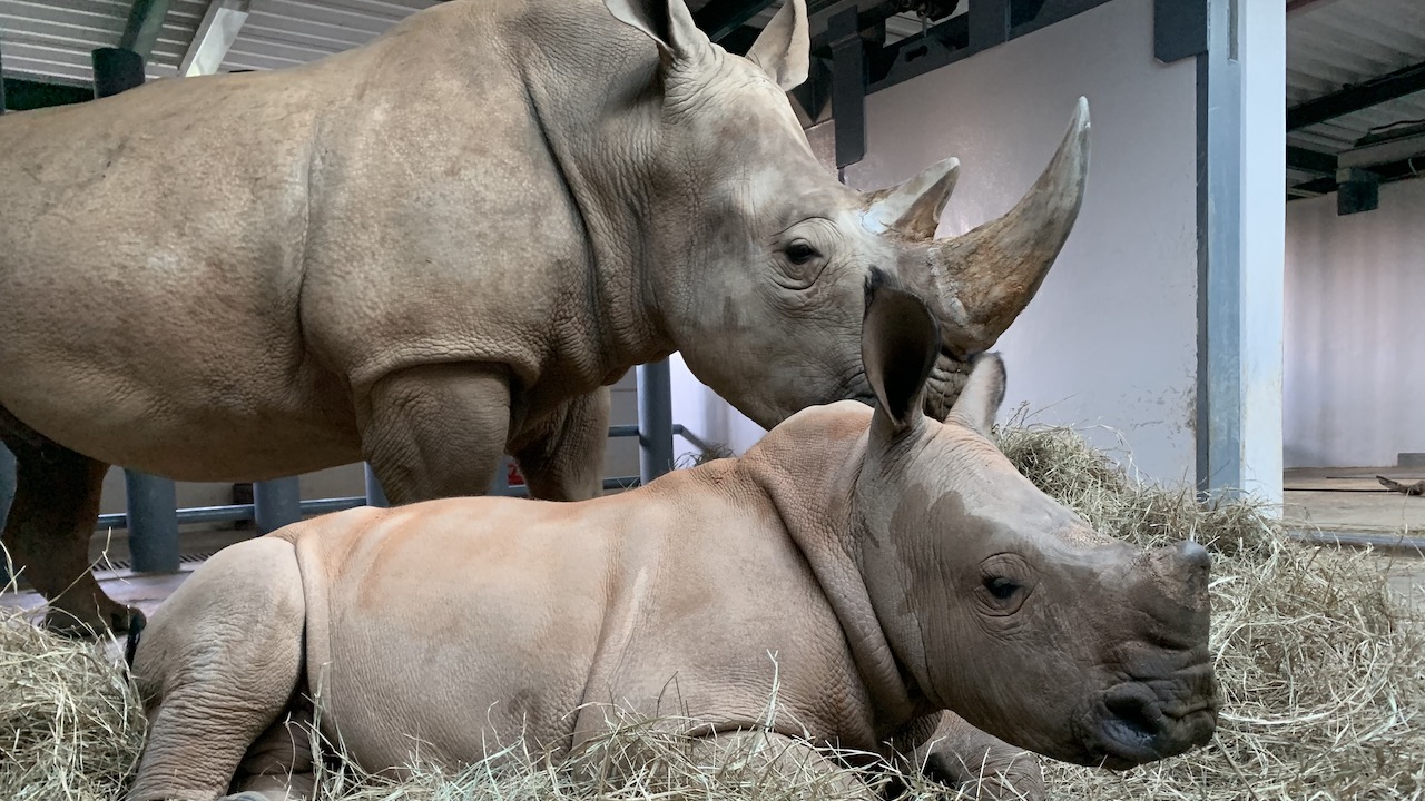 Full Guide to Park Hopping at Disney World: How It Works... 2 baby-boy-rhino-finally-reveals-his-name