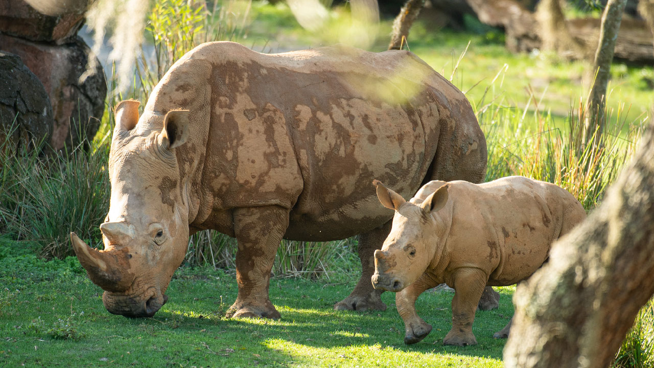 Best Time to Ride Kilimanjaro Safaris at Animal Kingdom 4 13676 Ranger The Rhino Calf Joins The Herd At Kilimanjaro Safaris - Is Kilimanjaro Safaris Better in the Morning or Evening?