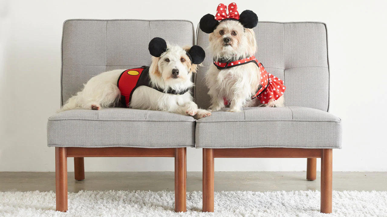 Can You Bring Your Pet to Disney World? Disney World Resorts 2