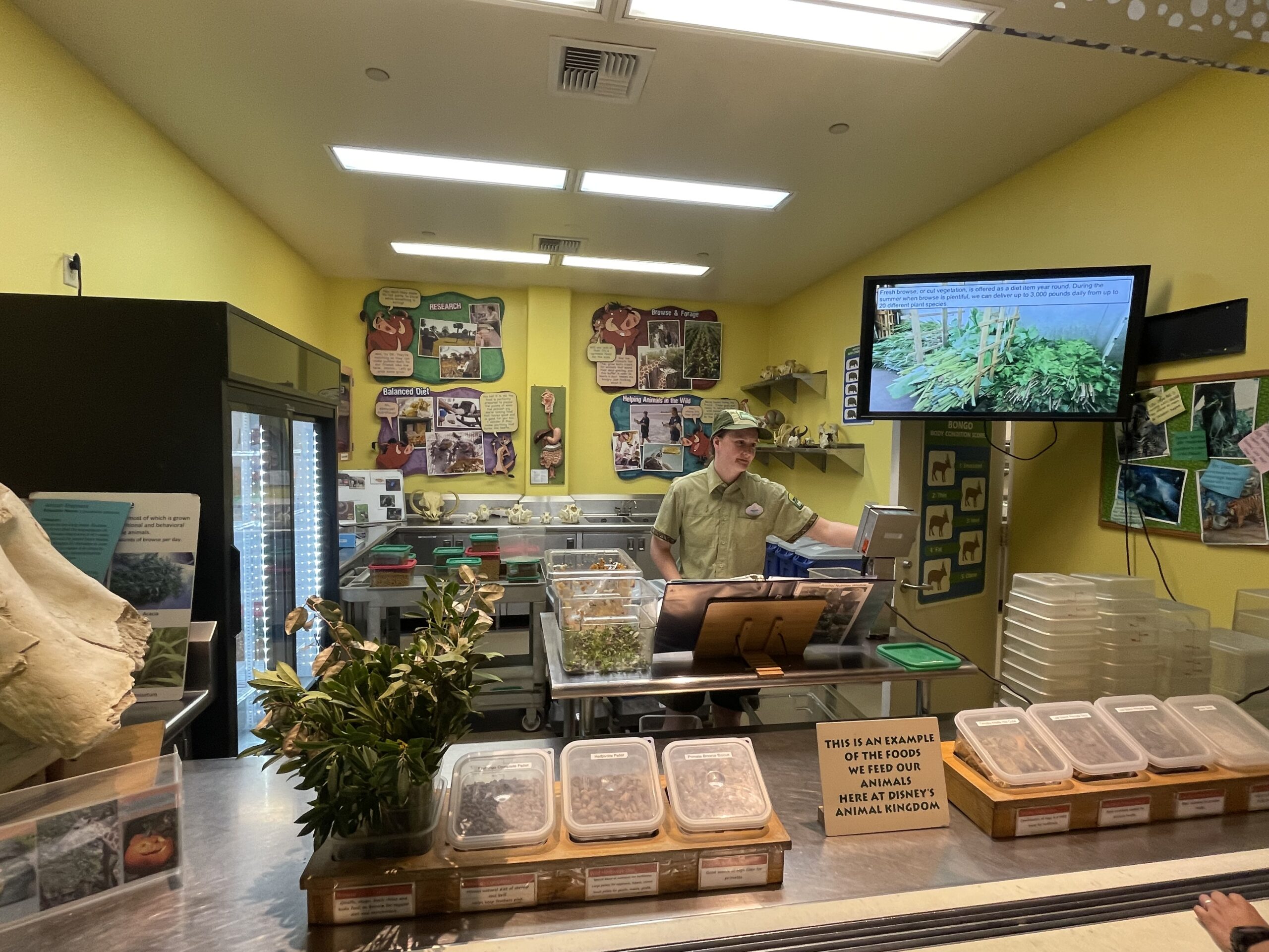 Animal Kingdom Merchandise Shop