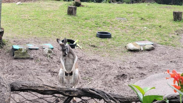 Disney World Kangaroo Enclosure Animals