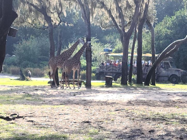 Disney World Safari Giraffes Bus Tour