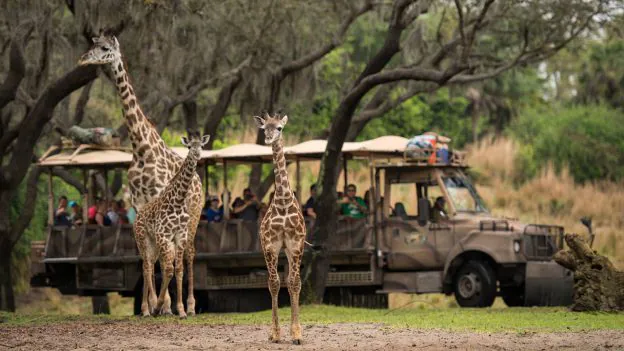 Is Animal Kingdom a 1/2 Day Park? Tips 7