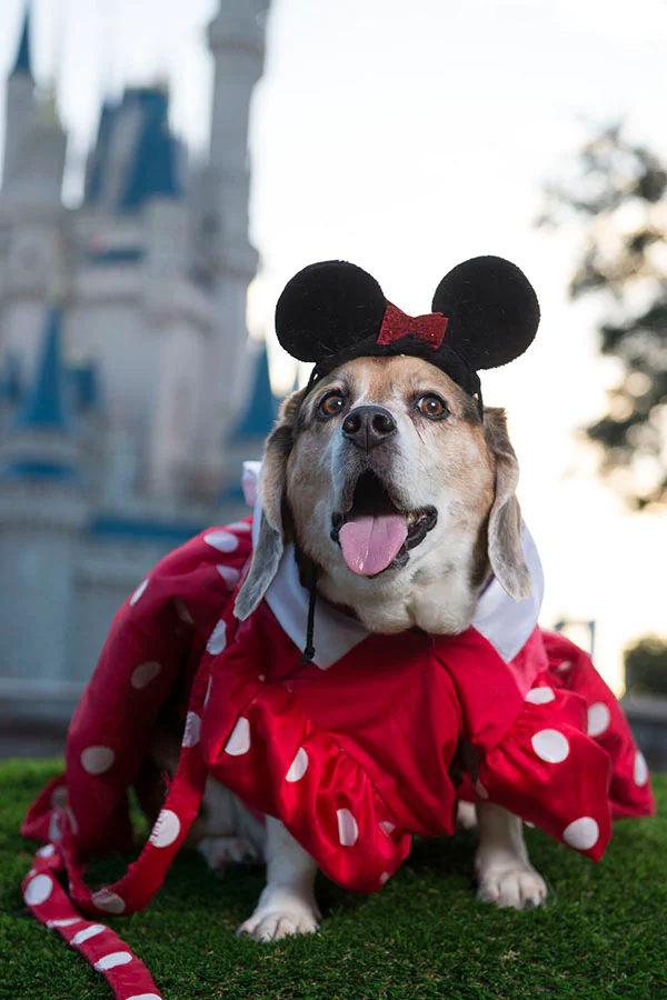 Can You Bring Your Pet to Disney World? Planning 13